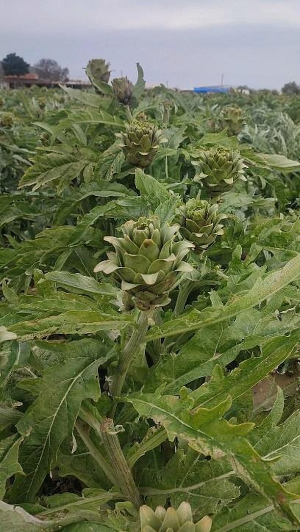 Ege Yeşillik Sofrası